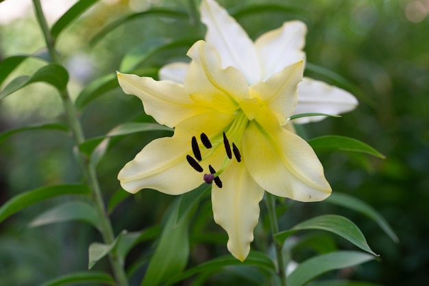 Pale yellow lily flower macro photo in summer sunny day macro photography.