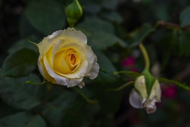 Pale yellow and white roses in dark environment