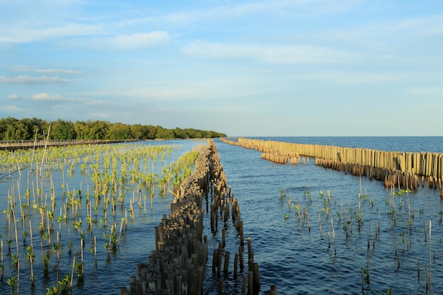 Palen ter bescherming van mangrovebossen