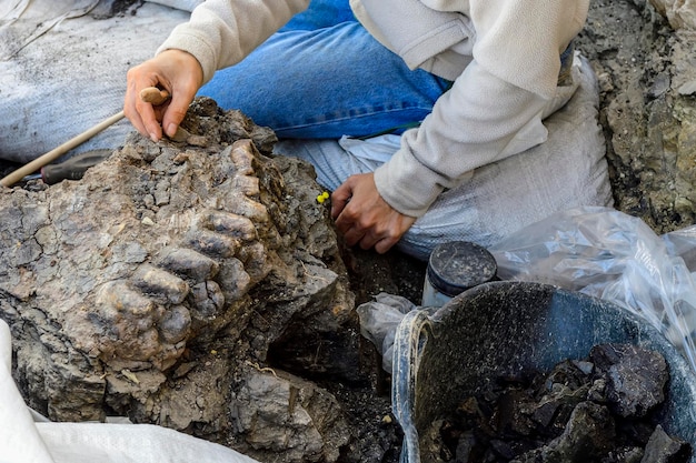 Photo paleontologist cleaning the teeth of a dinosaur