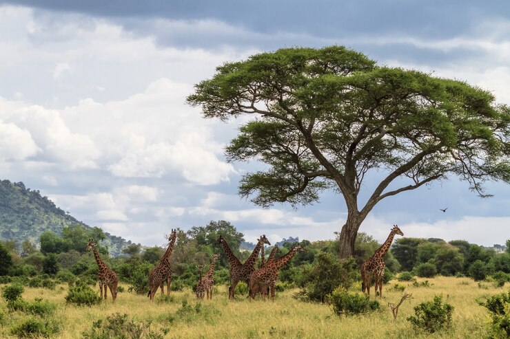 Photo 首の柵。キリンの非常に大きな群れ。タンザニア、タランギーレ