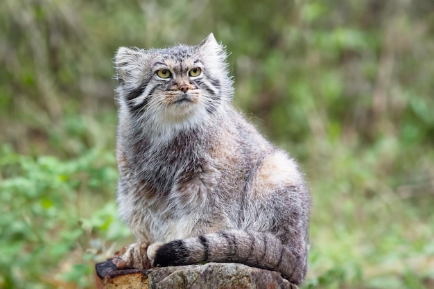 Pallas cat or manul lives in the cold and arid steppes of central Asia Winter temperatures can drop to 50 degrees below zero