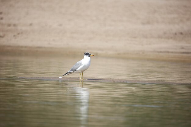 Pallas gull on the banks of the Chambal river