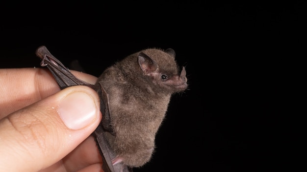 Foto pallas 'vleermuis met lange tong (glossophaga soricina) is een zuid- en midden-amerikaanse vleermuis met een snel metabolisme die zich voedt met nectar.