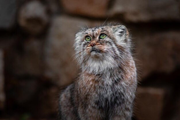 Pallass cat