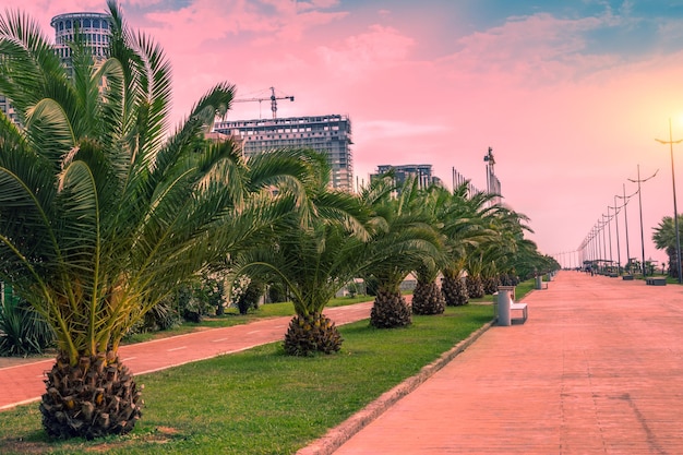 Palm alley on the embankment in the evening