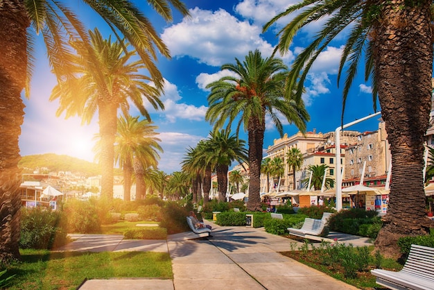 Palm alley in Split