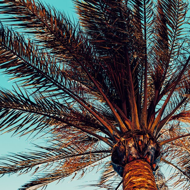 Palm background. Minimal style