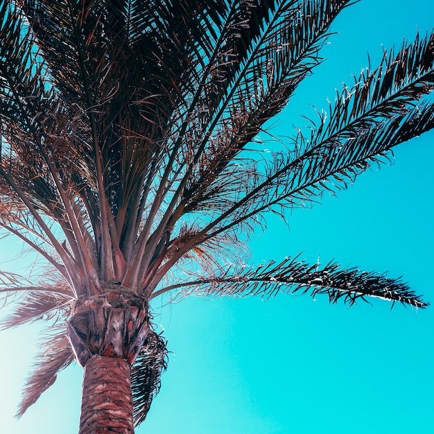 Palm background. Minimal