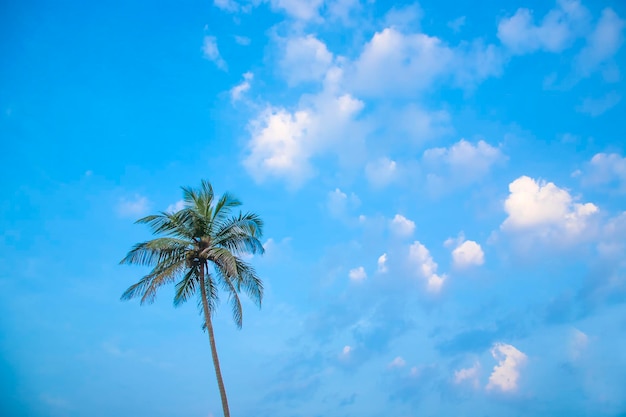 Palm in background on the sky and clouds