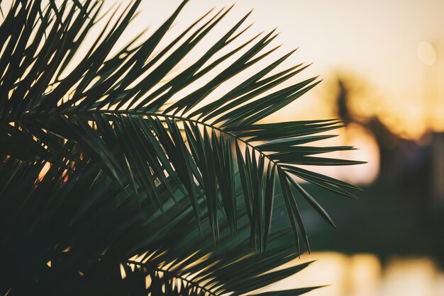 Palm bij de zonsondergang