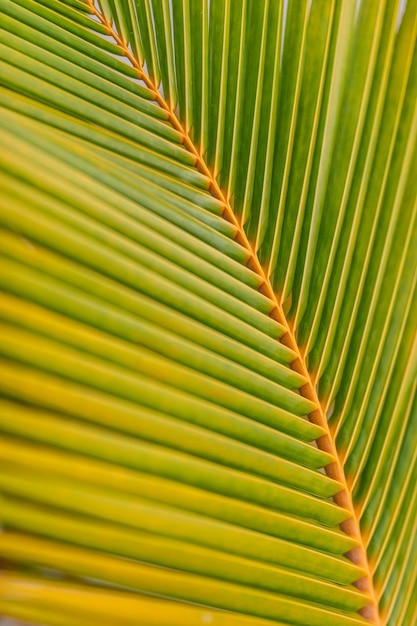Palm blad achtergrond. Banaan met palmtak op onscherpe tropische achtergrond. Plat liggend