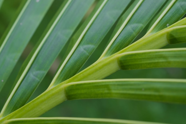 Palm bladeren close-up