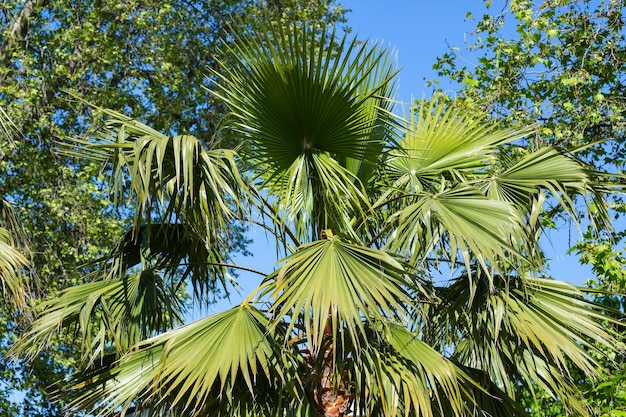 Palm sullo sfondo del cielo blu sfondo tropicale il concetto di una vacanza estiva