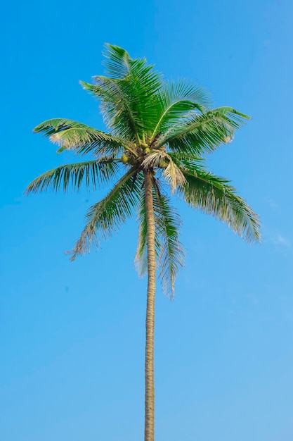 手のひらと青い空