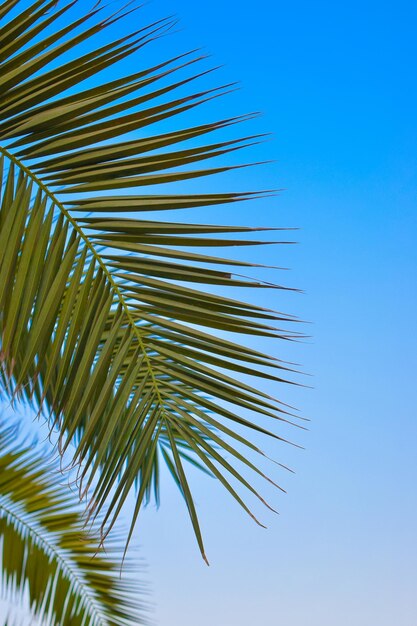 夏の空を背景に椰子の枝