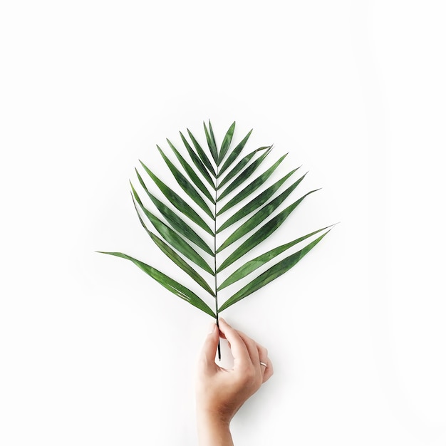 Photo palm branch in girl's hand on white