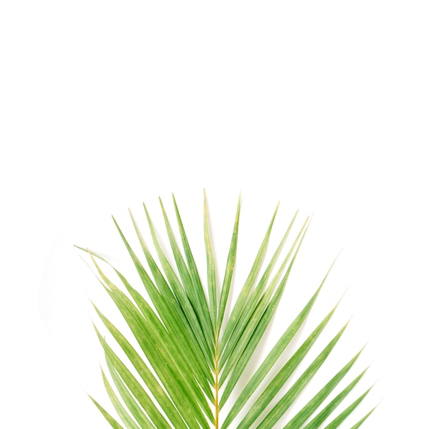 Palm branch isolated on white