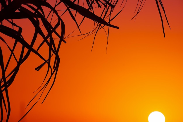 Palm branch silhouette and shining sun at sunset Shot in Alghero harbor Italy