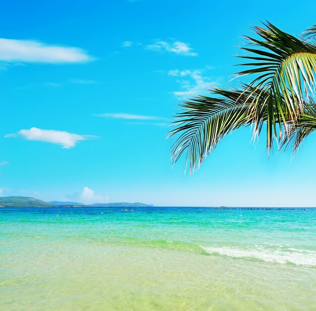 Palm branch over a tropical beach on a clear day