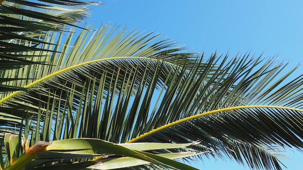 푸른 하늘을 배경으로 종려나무 가지 화창한 날씨 리조트에서의 휴가 코코넛과 데이트 잎이 흔들리고 푸른 하늘 관광 및 열대 장소 몬테네그로 야자수 Plage 휴가 여행