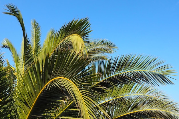푸른 하늘을 배경으로 종려나무 가지 화창한 날씨 리조트에서의 휴가 코코넛과 데이트 잎이 흔들리고 푸른 하늘 관광 및 열대 장소 몬테네그로 야자수 Plage 휴가 여행