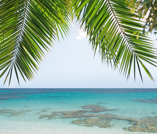 Palm branches over a blue sea