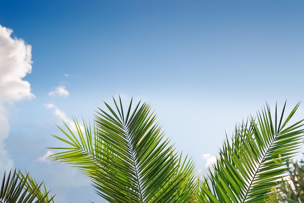 Palm branches on a clear day