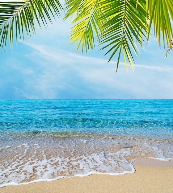 Palm branches over a tropical beach