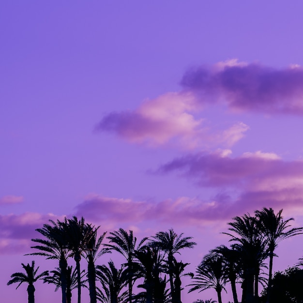 Palm. Canary island. Purple colours