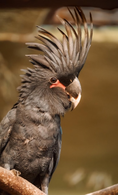 Palm Cockatoo