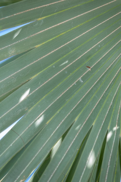 Palm or coconut green leaf texture background in low light