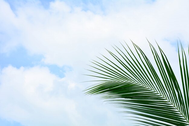 Palm coconut leaf on blue sky in summer