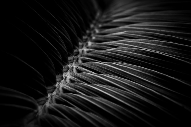 Palm coconut leaf close up 