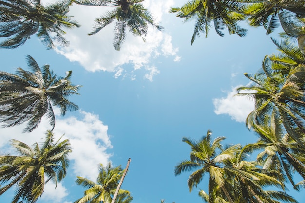 Palm or Coconut Tree and Beautiful Blue Sky