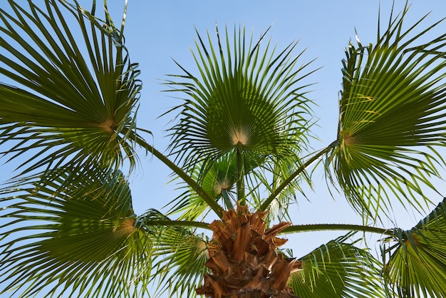 Palm en blauwe hemel