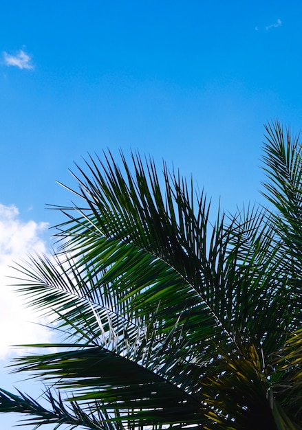 Palm en blauwe lucht in de natuur