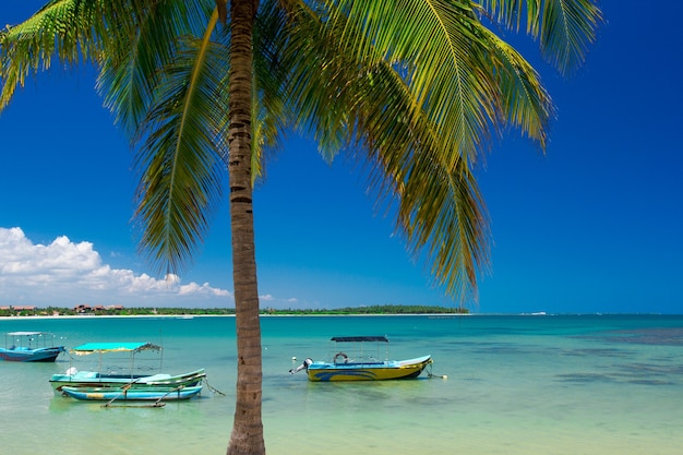 Palm en tropisch strand