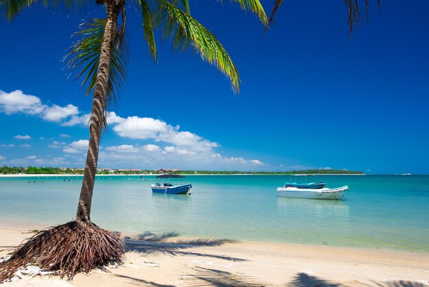 Palm en tropisch strand