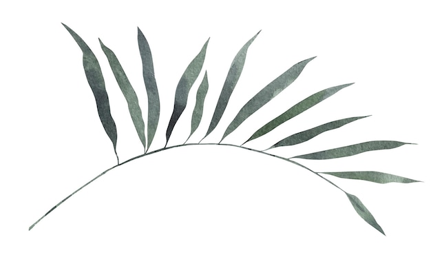 Palm exotisch groen gebladerte Aquarel realistisch schilderen geïsoleerde clipart Botanische illustratie