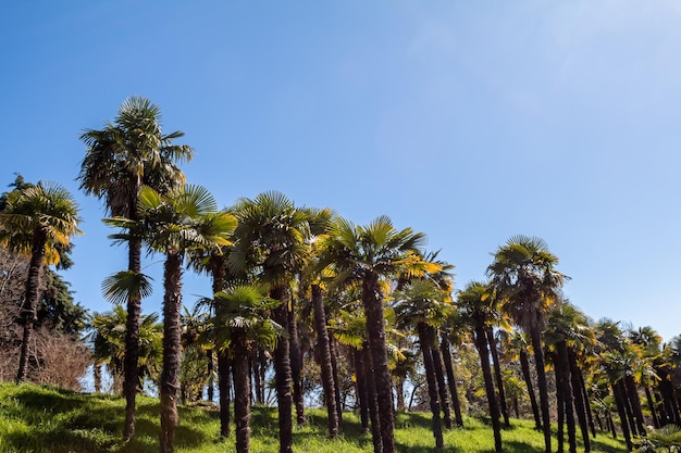 Palm forest on a clear day