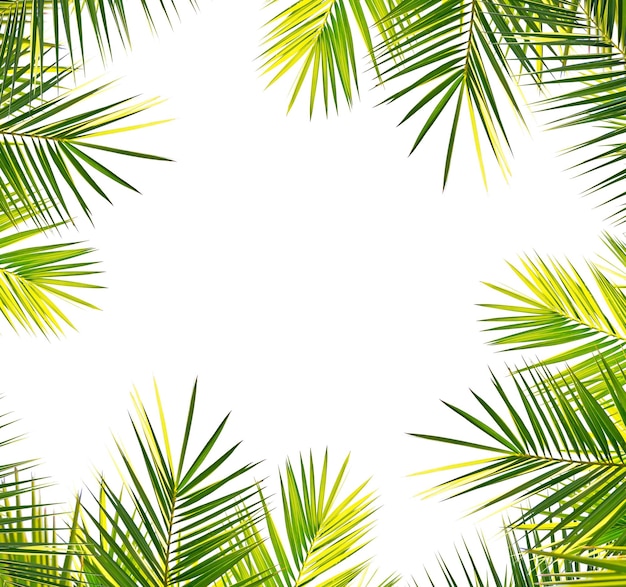 Palm frame on white background