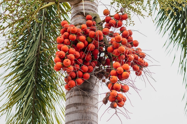 Плод пальмы - декоративное декоративное растение в саду