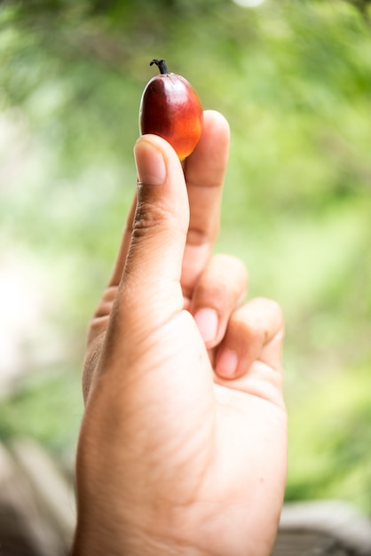 Palm fruits on farmer hand.