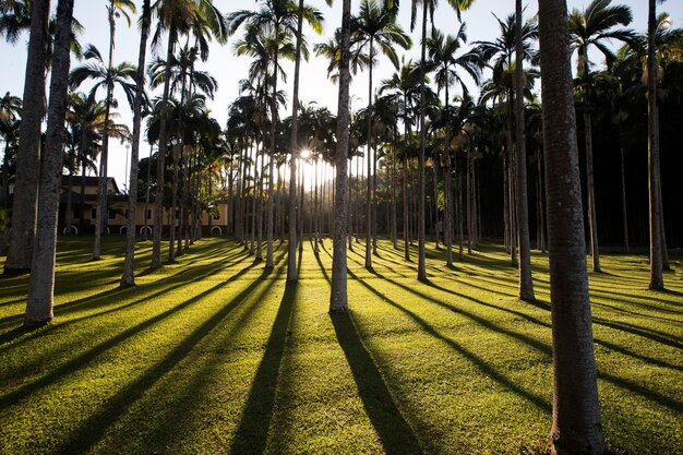 Palm garden in backlit, with shadows on grass