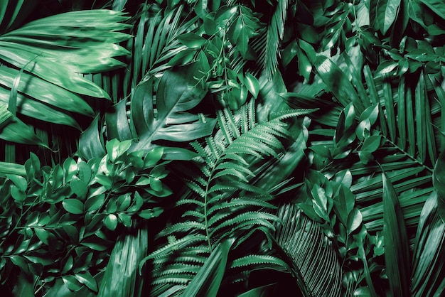 Зеленые пальмовые листья или кокос в темных тонах фона или зеленые лиственные узоры тропического соснового леса