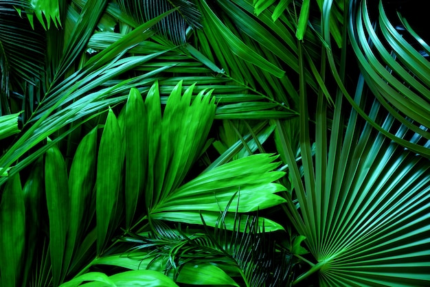 Palm green leaves or coconut in dark tones background or green leafy tropical pine forest patterns