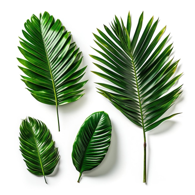 Photo palm green leaves isolated on a white background