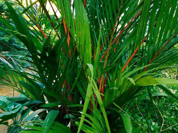 Palm green leaves texture background.