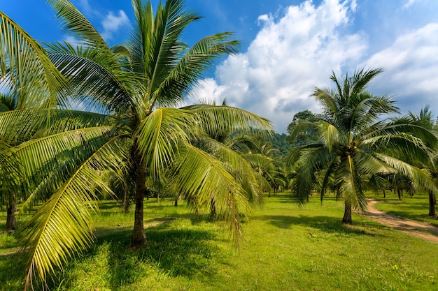 Palm grove